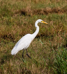 Egret bird 