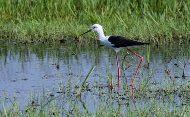 Black Stilt bird on water body