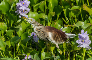Pond heron bird sitting on green water plant