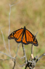 Monarch butterfly, Danaus plexippus basking in the sun, Andalusia, Spain.