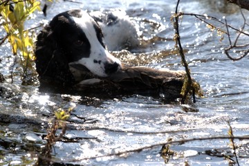 Russia, nature photos, Yaroslavl region, wildlife animals and plants.