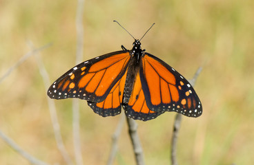 Monarch butterfly, Danaus plexippus basking in the sun, Andalusia, Spain.