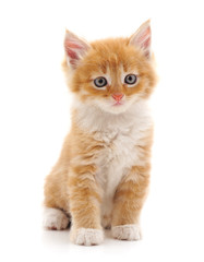 Beautiful red cat.