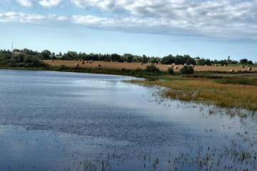 Russia, nature photos, Yaroslavl region, wildlife animals and plants.