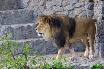 Lion walking 