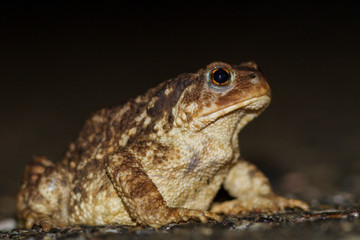 Common toad at night.