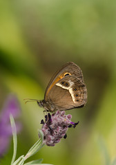 Fototapeta premium Spanish gatekeeper, Nymphalidae Pyronia bathseba, butterfly, Andalusia, Spain