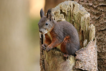 Eichhörnchen