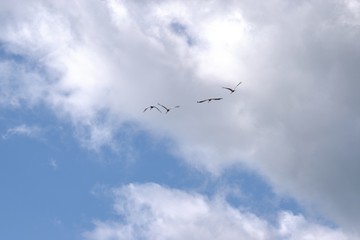 Russia, nature photos, Yaroslavl region, wildlife animals and plants.