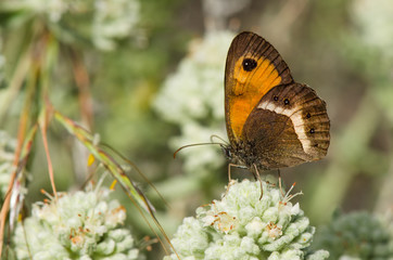 Spanish gatekeeper, Nymphalidae Pyronia bathseba, butterfly, Andalusia, Spain