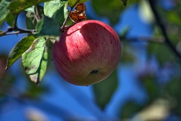 Russia, nature photos, Yaroslavl region, wildlife animals and plants.