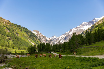 Obraz premium Kalser Dorfertal Valley, Austria