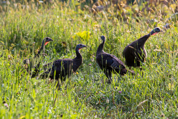 wild turkey (Meleagris gallopavo) family in summer