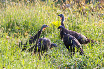 wild turkey (Meleagris gallopavo) family in summer