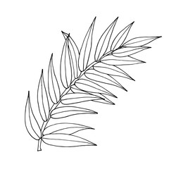 Vector palm tree leaf isolated on the white