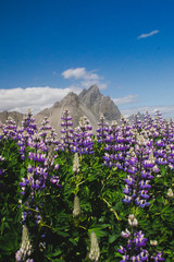 Beautiful scenic view of blooming lupine flowers at Stokksnes cape, Vestrahorn (Batman Mount), Iceland, Europe. Popular tourist natural attraction.