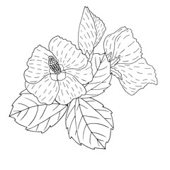 Vector Hibiscus flower line art on white