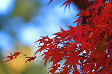 奈良の紅葉