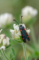 Five-spot Burnet, Zygaena trifolii, perched, Southern Spain.