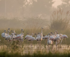 Greater Flamingo birds in group