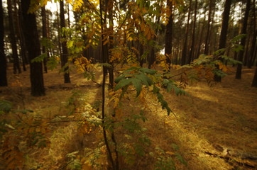 Fototapeta premium road in the forest