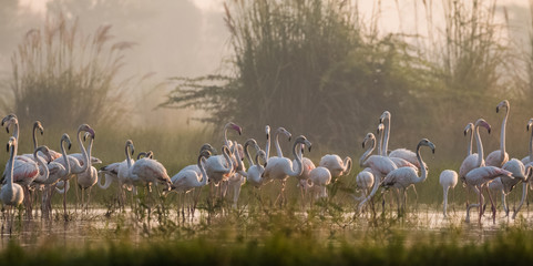 Greater Flamingo birds in group