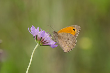 Meadow brown, Maniola jurtina, butterfly on flower, Andalusia, Spain.