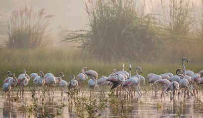 Greater Flamingo birds in group