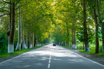 Fototapeta premium droga między jaworami w Poti w stanie Georgia.