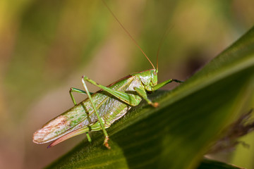 Grasshopper on a leaf - Close-up view of the great green bush cricket a corn leaf (Tettigonia viridissima)