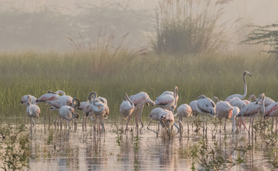 Greater Flamingo birds in group