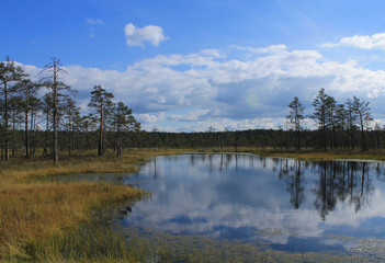 Swamp lake with reflection of clouds and rare trees in the foreground. Early autumn.