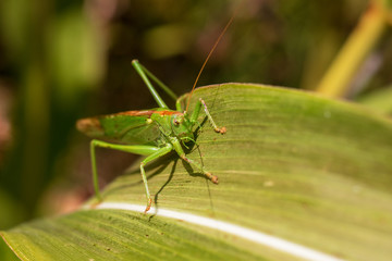 Grasshopper on a leaf - Close-up view of the great green bush cricket a corn leaf (Tettigonia viridissima)