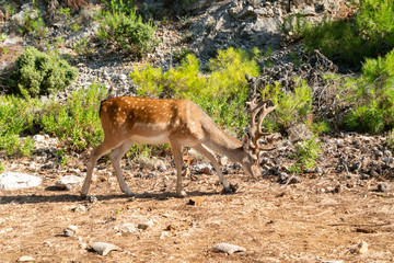 Portrait of majestic powerful young red deer stag in nature