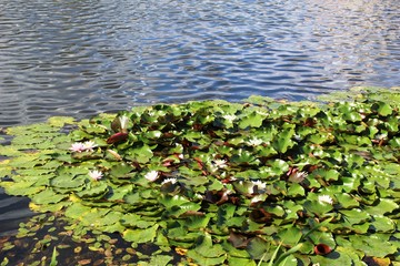 on the pond thickets of lilies and water lilies-you can see part of the water