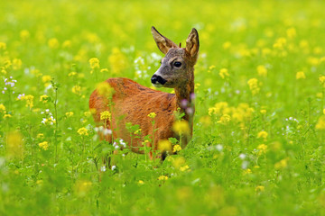 Rehbock (Capreolus capreolus) © MerkAngela.WH