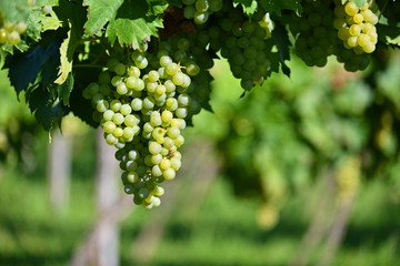 Grapes in the vineyard. Beautiful natural colorful background with wine.