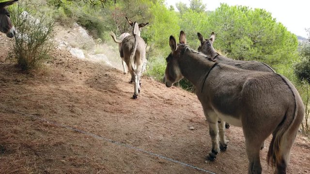 Group Of Donkeys Running In The Mountain