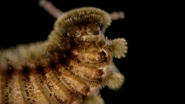 adult millipede Polyxenus lagurus under a microscope, belongs to the class Diplopoda, prefers a moderately moist and dry environment. Dwell in moss, under the trunks of old trees, on the ground in