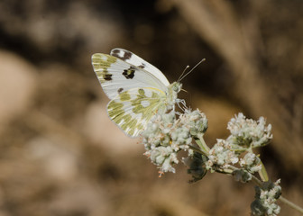 Bath White, Pontia daplidice butterfly on sage plant, Andalusia, Spain