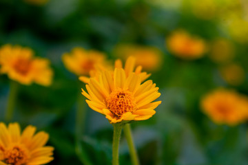 Obraz premium FLOWER