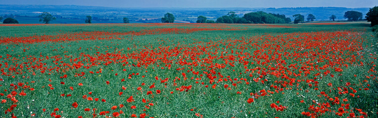 A colourful panoramic view of a Poppy Field in the English landscape