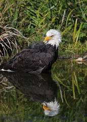 Close up of a Bald Eagle bathing in a pond
