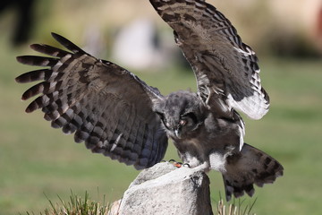 Close up of a Milky Eagle Owl in flight