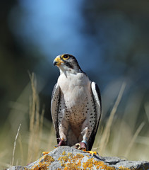 Portrait of a Lanner Falcon perched on a rock