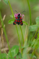 Six-spot burnet, Zygaena filipendulae, moth, on clover, butterfly, Limburg, Netherlands.