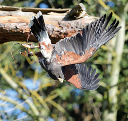 Fototapeta premium Close up of a Harris Hawk in flight