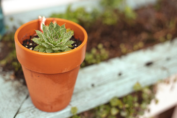 succulent in pot rain