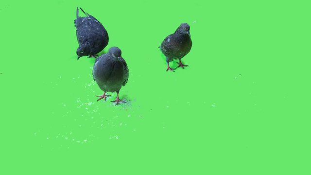 High quality 10bit stock footage of Flock of real city street pigeons eat crumbs of bread on green screen background. Made from 14bit RAW.