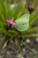 Gonepteryx cleopatra, Cleopatra butterfly, feeding on flower, Andalusia, Spain.